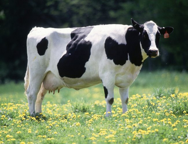 Корова — Вікіпедія
